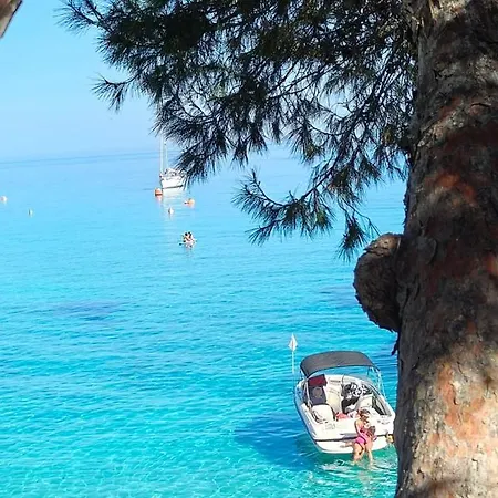 Siamese * Paralimni